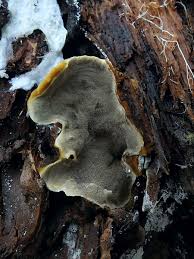 Attēlu rezultāti vaicājumam “Phellinus nigrolimitatus”