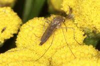 Attēlu rezultāti vaicājumam “Culex pipiens”