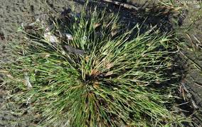 Attēlu rezultāti vaicājumam “Juncus conglomeratus fruit”