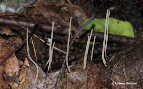 Attēlu rezultāti vaicājumam “Macrotyphula juncea”