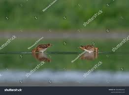 Attēlu rezultāti vaicājumam “Gallinago gallinago nest”