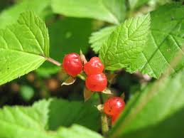 Attēlu rezultāti vaicājumam “Rubus saxatilis”