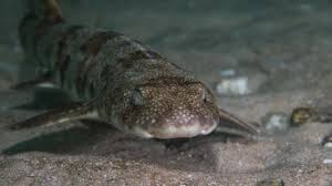 Image result for Haploblepharus edwardsii