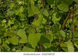 Attēlu rezultāti vaicājumam “Reynoutria japonica”