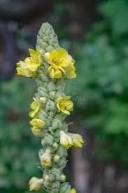 Attēlu rezultāti vaicājumam “Verbascum thapsus bud”