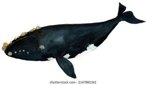 Image result for Eubalaena glacialis