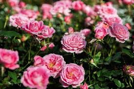 Image result for Rosengewächse