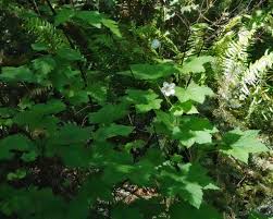 Attēlu rezultāti vaicājumam “Rubus parviflorus leaf”