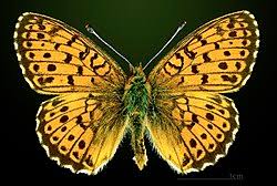 Attēlu rezultāti vaicājumam “Brenthis ino”