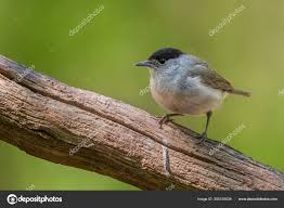 Image result for Sylvia atricapilla