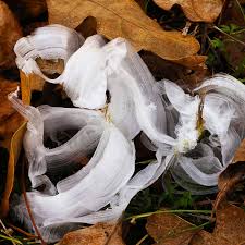 Attēlu rezultāti vaicājumam “Frost Flowers”