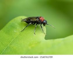 Attēlu rezultāti vaicājumam “Eriocampa ovata”