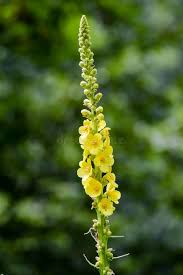 Image result for Reseda luteola