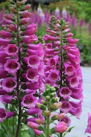 Image result for Digitalis purpurea