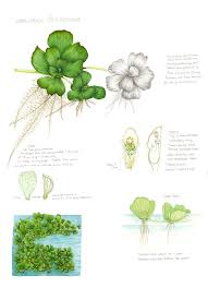 Attēlu rezultāti vaicājumam “Pistia stratiotes leaf”