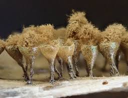 Attēlu rezultāti vaicājumam “Trichia crateriformis”