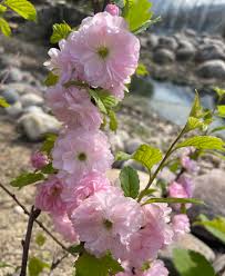 Attēlu rezultāti vaicājumam “Prunus (plum-tree) flower”