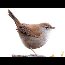 Image result for Cettia cetti