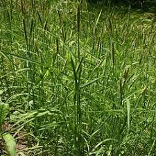 Attēlu rezultāti vaicājumam “Alopecurus aequalis flower”