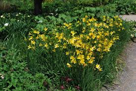 Attēlu rezultāti vaicājumam “Hemerocallis lilioasphodelus”