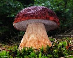 Attēlu rezultāti vaicājumam “Sarcodontia crocea”