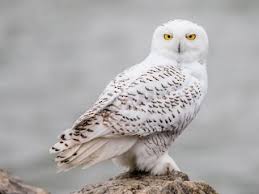 Image result for Bubo scandiacus