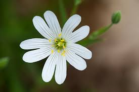 Attēlu rezultāti vaicājumam “Stellaria holostea flower”