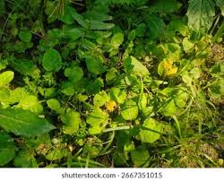 Attēlu rezultāti vaicājumam “Lapsana communis leaf”