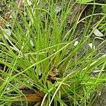 Attēlu rezultāti vaicājumam “Juncus bufonius fruit”