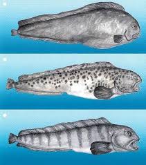 Image result for Anarhichas denticulatus