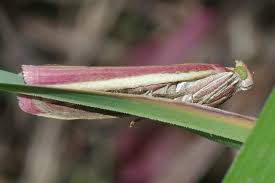 Attēlu rezultāti vaicājumam “Oncocera semirubella”