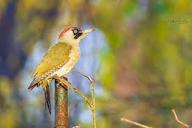 Attēlu rezultāti vaicājumam “Picus viridis”