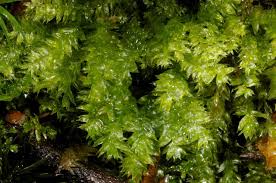 Attēlu rezultāti vaicājumam “Plagiothecium nemorale”