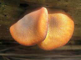 Attēlu rezultāti vaicājumam “Tricholomopsis decora”