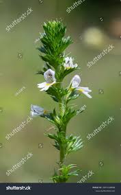 Attēlu rezultāti vaicājumam “Euphrasia”