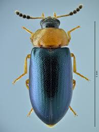 Attēlu rezultāti vaicājumam “Tetratoma fungorum”