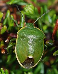 Attēlu rezultāti vaicājumam “Chlorochroa juniperina”