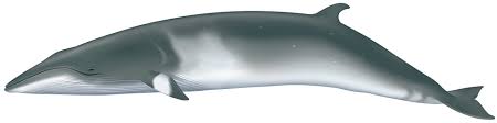 Image result for Balaenoptera acutorostrata