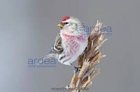 Attēlu rezultāti vaicājumam “Carduelis flammea male”