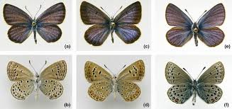 Attēlu rezultāti vaicājumam “Vacciniina optilete underside”