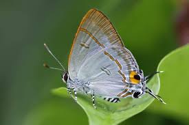 Attēlu rezultāti vaicājumam “Paradiacheopsis rigida macro”