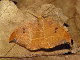 Attēlu rezultāti vaicājumam “Watsonalla binaria”