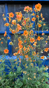 Attēlu rezultāti vaicājumam “Geum”