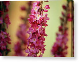 Attēlu rezultāti vaicājumam “Daphne mezereum”