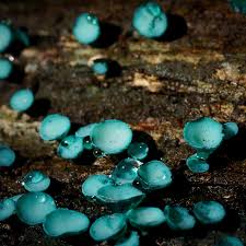 Attēlu rezultāti vaicājumam “Chlorociboria aeruginascens”