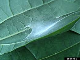 Attēlu rezultāti vaicājumam “Aphis confusa”