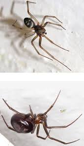 Attēlu rezultāti vaicājumam “Steatoda grossa female”