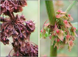 Attēlu rezultāti vaicājumam “Rumex obtusifolius flower”