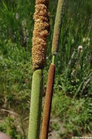 Attēlu rezultāti vaicājumam “Typha angustifolia  leaf”