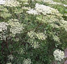 Attēlu rezultāti vaicājumam “Cenolophium denudatum”